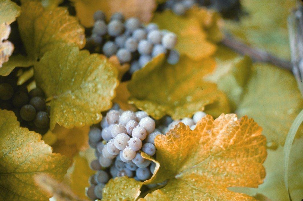 The microclimate along the shore of Lake Erie allows the region to produce the most Concord grapes in the world.  The area is home to numerous vineyards and the Welch's corporation.