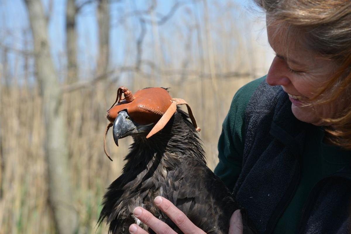 NJ State Biologist inspects juvenile eaglet after banding. The eagle recovery program is a success story attesting to people’s will to bring back our Nation’s Symbol from the brink of extinction.