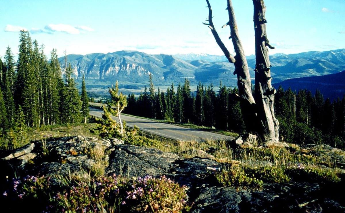 Wildflowers thrive in unexpected places by the roadside in this view of mountains and the road from Clarks Fork Overlook. From this overlook you can see the Clarks Fork River Valley and the aftermath of the Clover Mist Fire (1988). Salvage logging beneath Pilot and Index Peaks after the fire were designed to mimic natural openings to blend in with the surrounding landscapes.