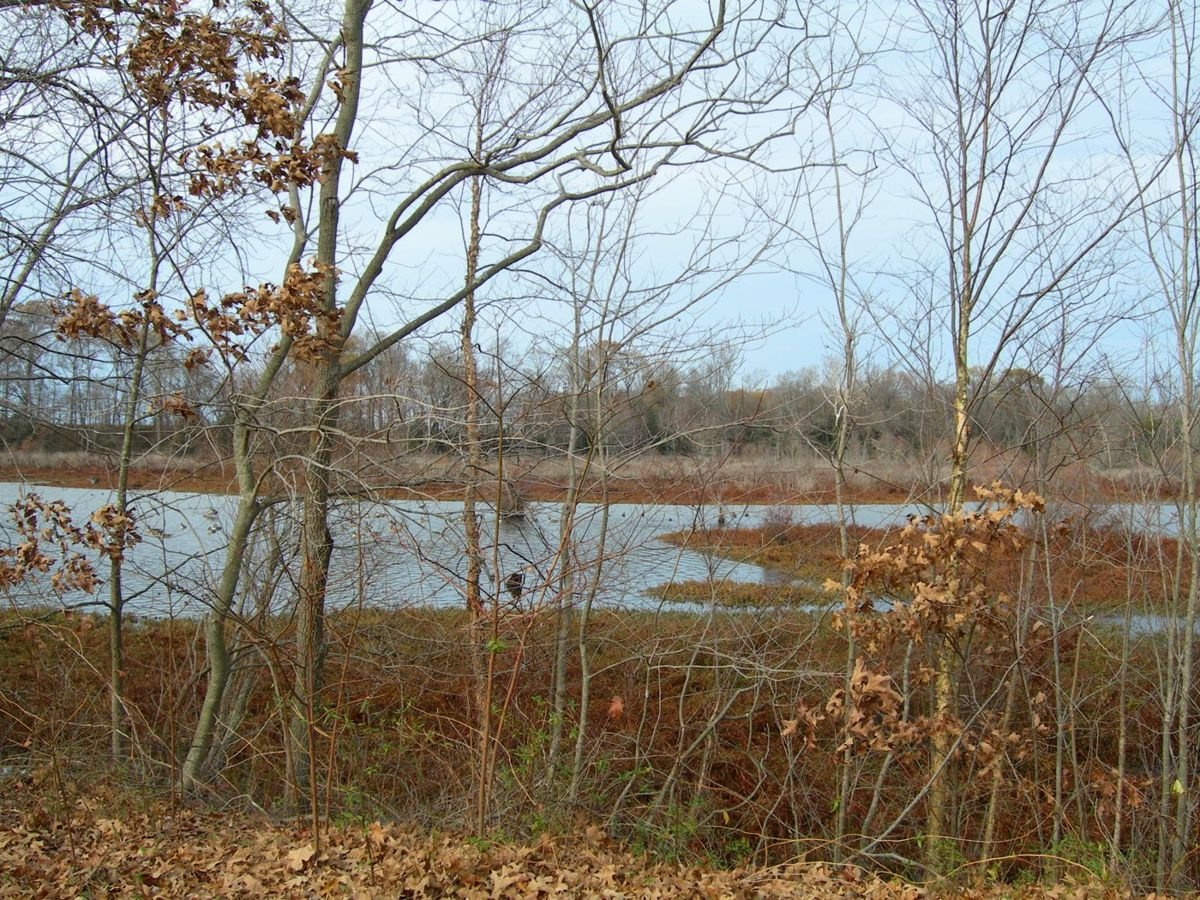 Fallen leaves grace the river bank scene along the Harriet Tubman Underground Railroad Byway.