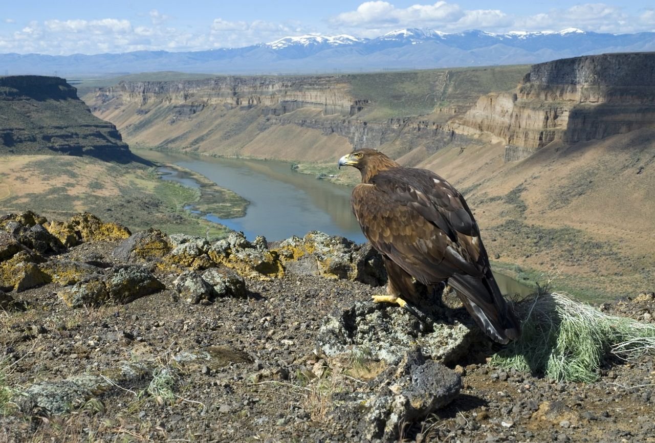 A majestic golden eagle looks over the Snake River gorge at Swan Falls on the Western Heritage Historic Byway.