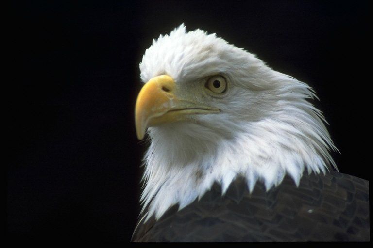 The symbol of the United States of America, the bald eagle can be seen in its natural habitat at the Wildlife Prairie State Park.
