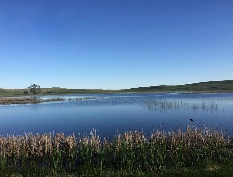 Wetlands dot the landscape throughout the Sandhills Journey Scenic Byway. These meadows and wetlands provide important habitat for a variety of birds and wildlife.