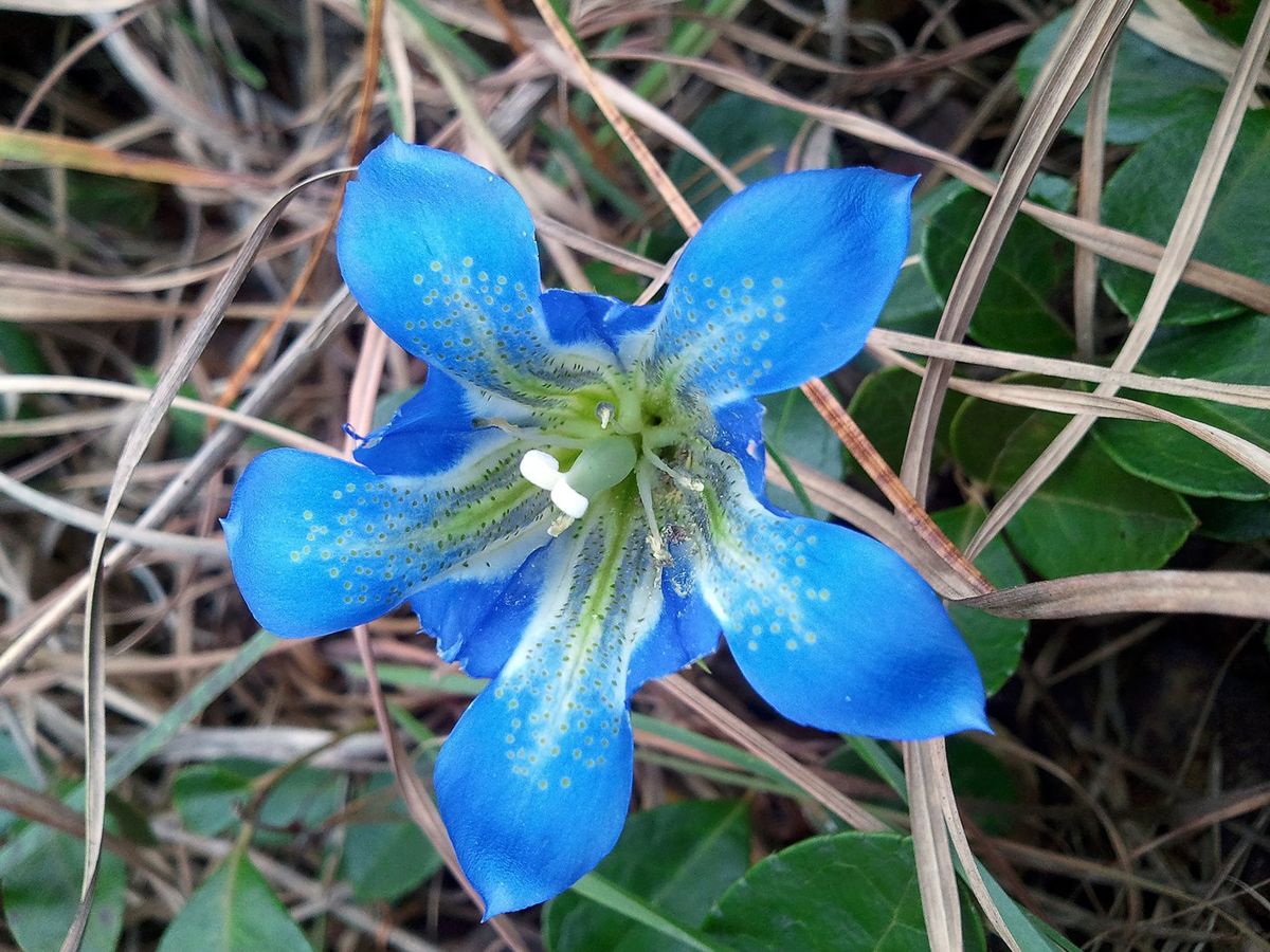 Deep blue Pine Barrens Gentians are among the rare plant species that thrive along roadsides in areas of the 122,880-acre Wharton State Forest. Gentians bloom as late as November, providing travelers on the Pine Barrens Byway with a final flourish of color.